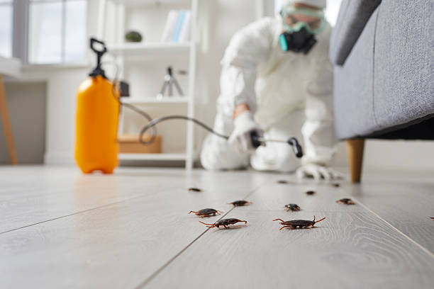 Commercial Kitchen Cockroach Control in Cayce
